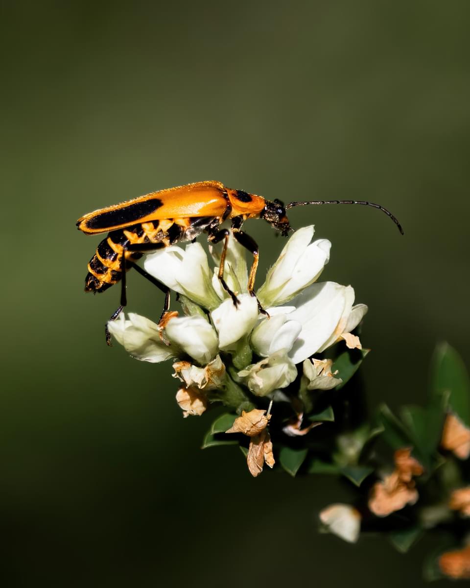Goldenrod beetle on white flower